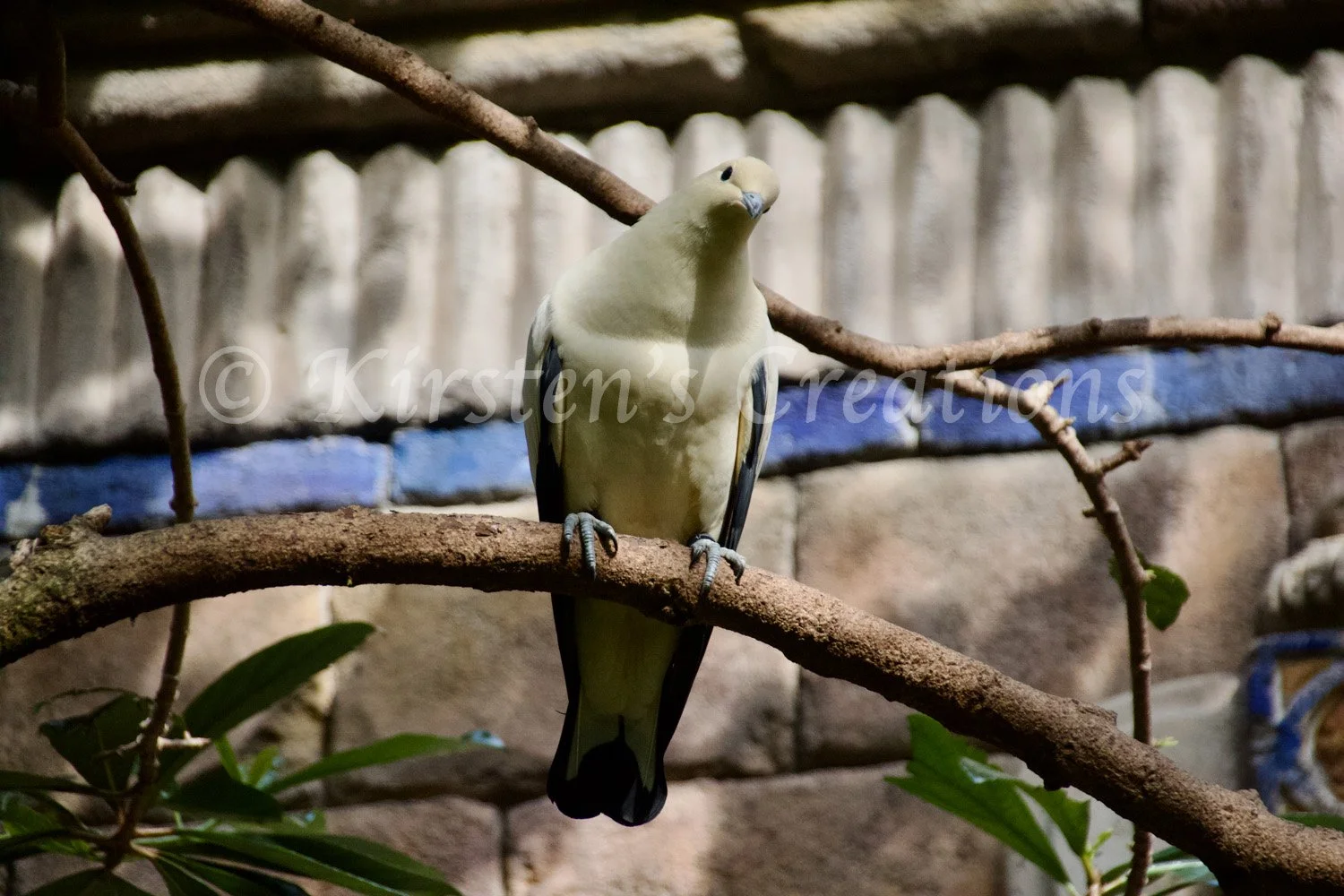 torresian-imperial-pigeon.jpg