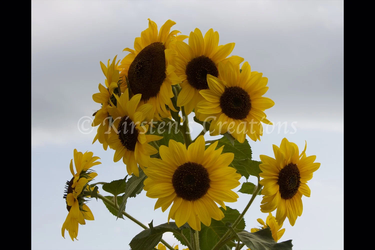 reaching-for-the-sun-2x3.jpg