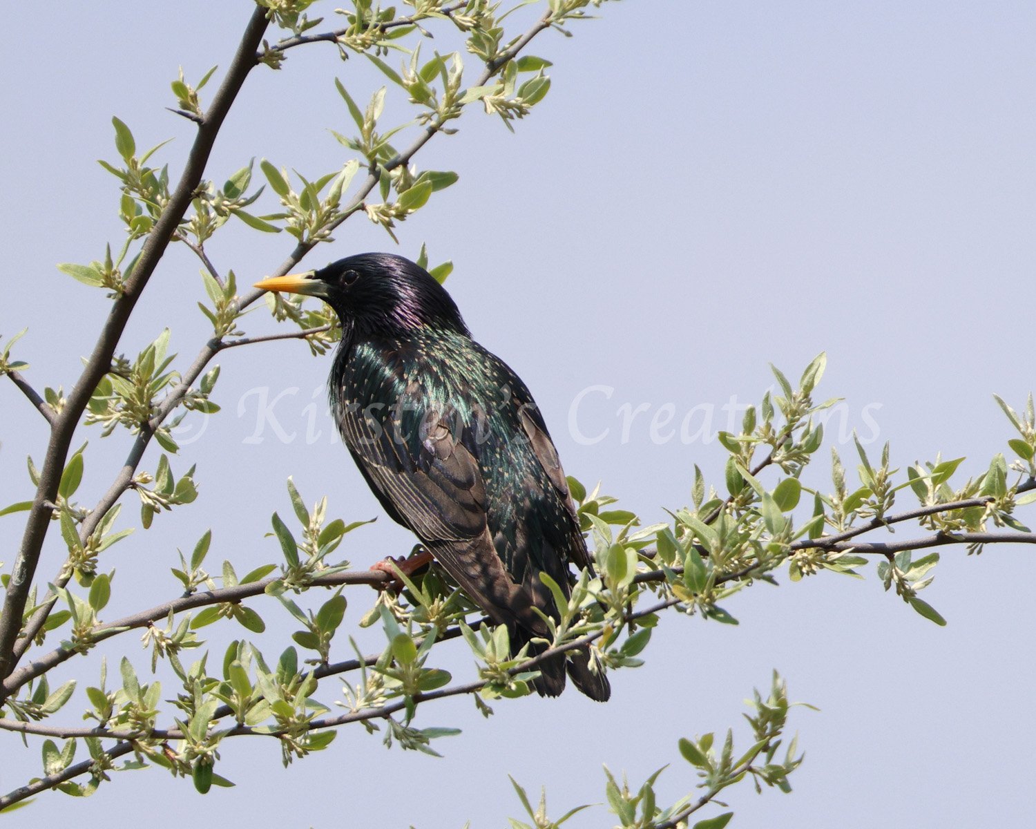 starling.jpg