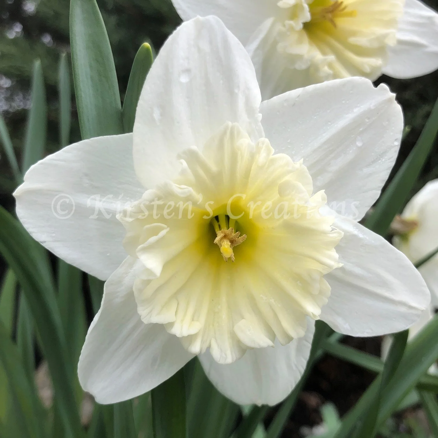 white-daffodil.jpg