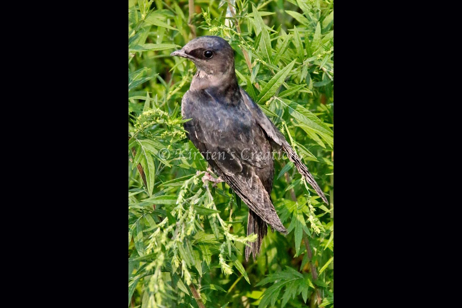purple-martin-2x3.jpg