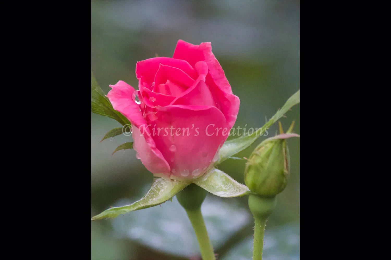 pink-rosebud-raindrop-2x3.jpg