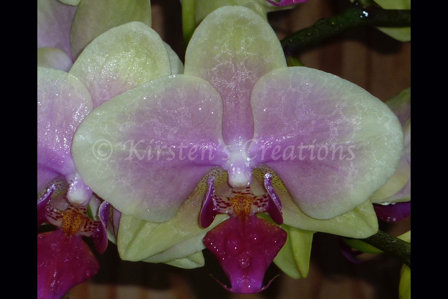 White/Purple Orchids