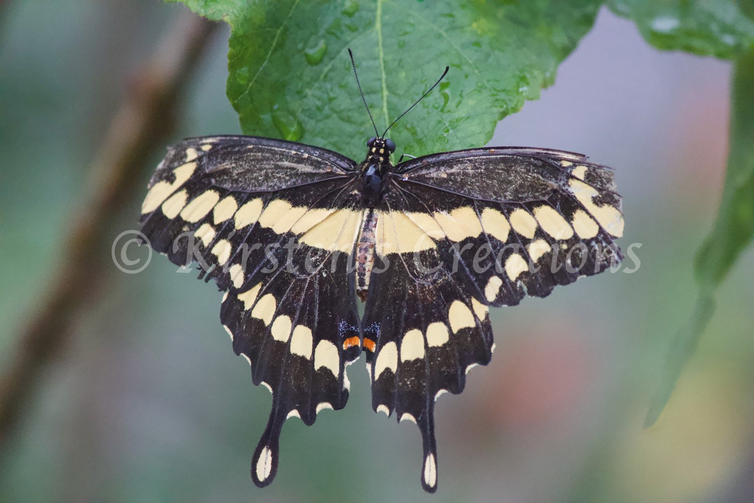 giant-swallowtail.jpg