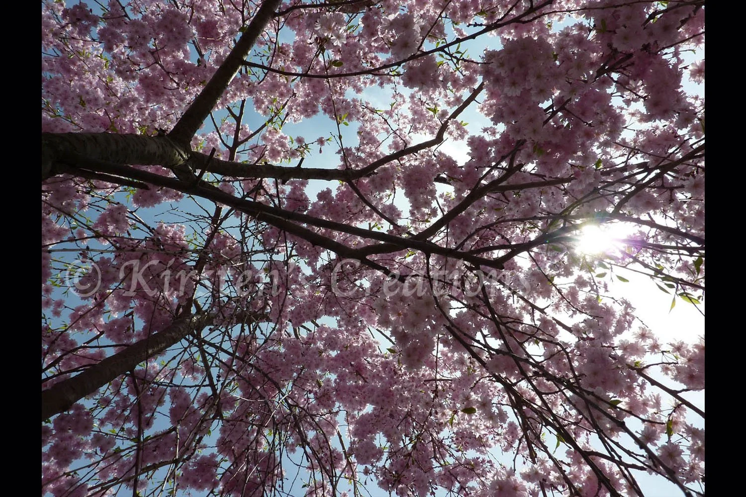 Cherry Blossoms Looking Up