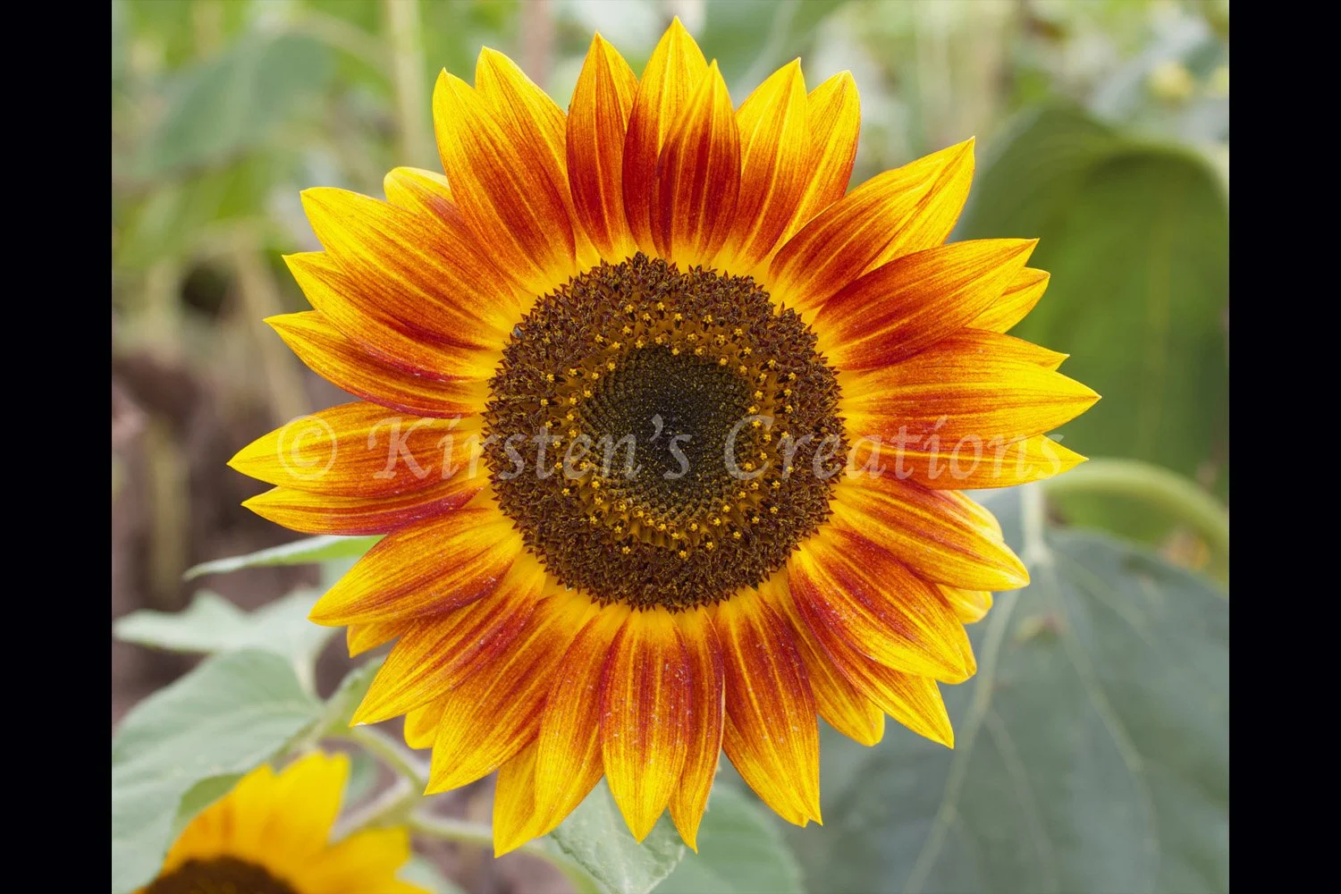 sunflower-dark-red-ring-2x3.jpg