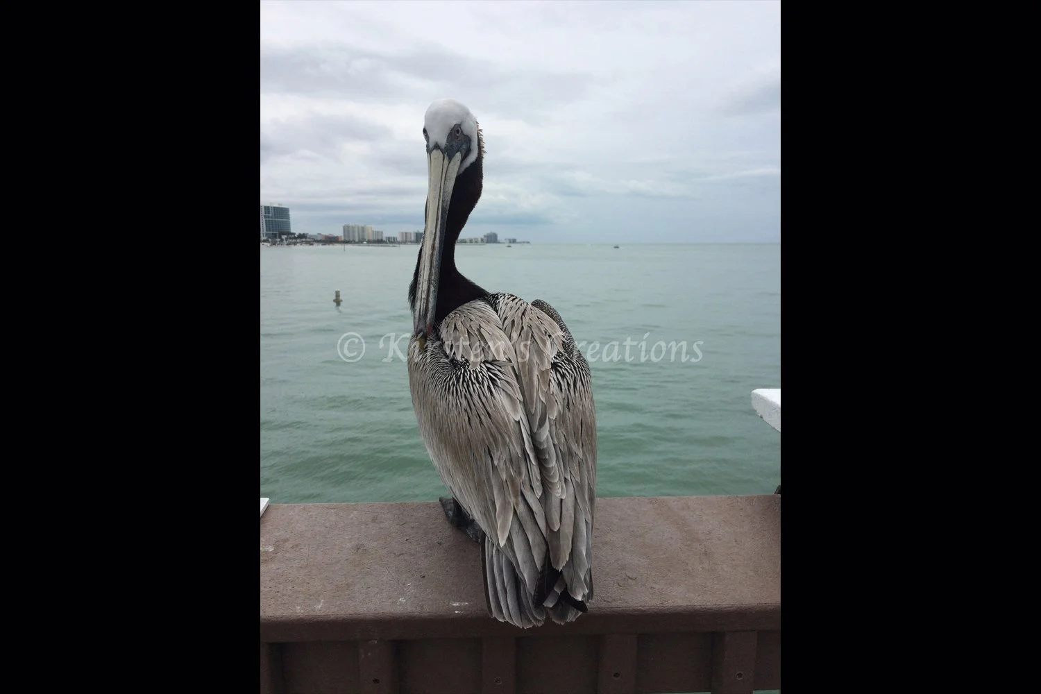 pelican-back-2x3.jpg