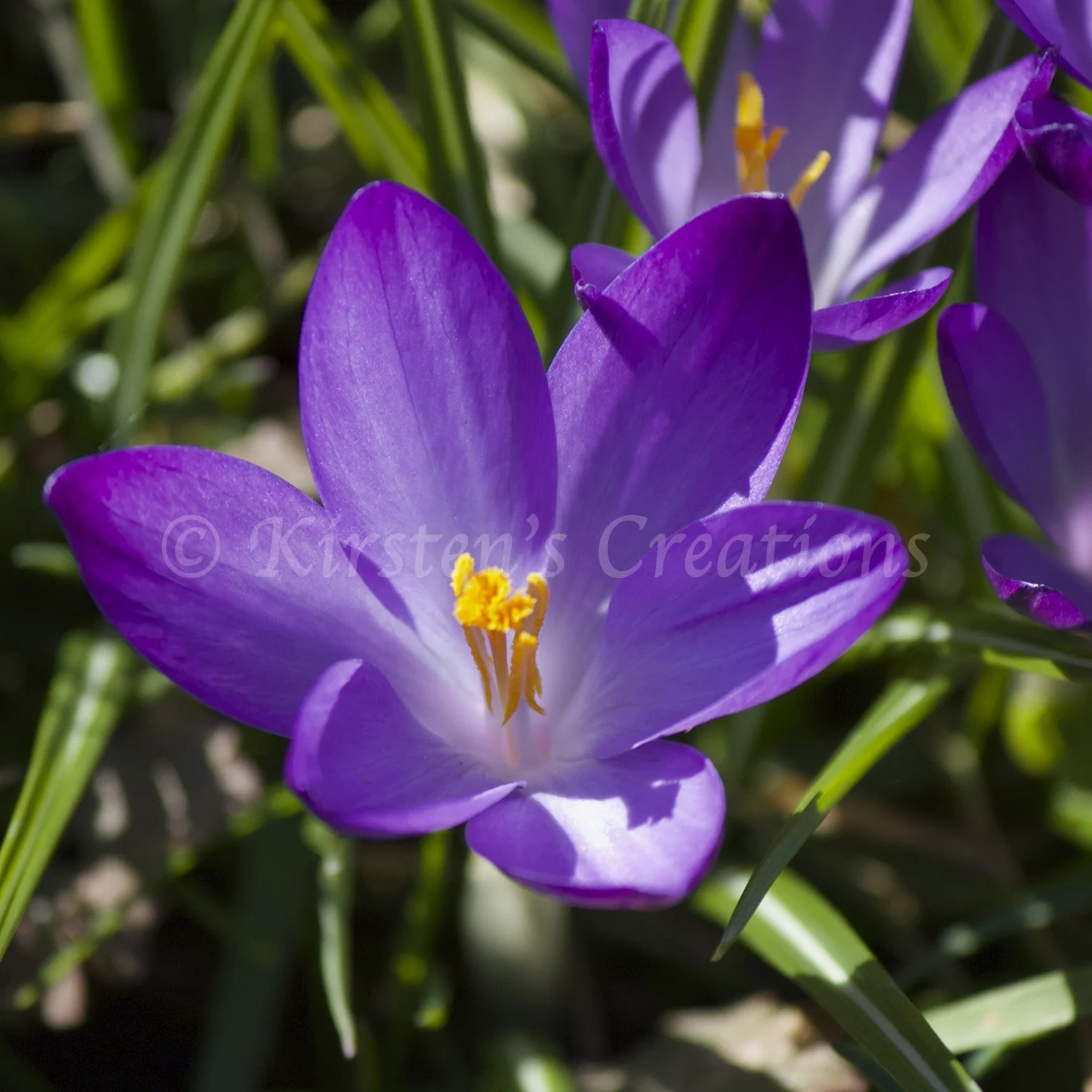purple-crocus.jpg