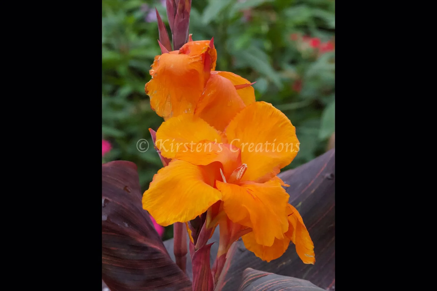 canna-lily-2x3.jpg
