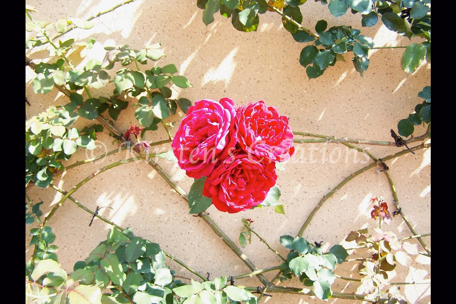 rose-wall-2x3.jpg