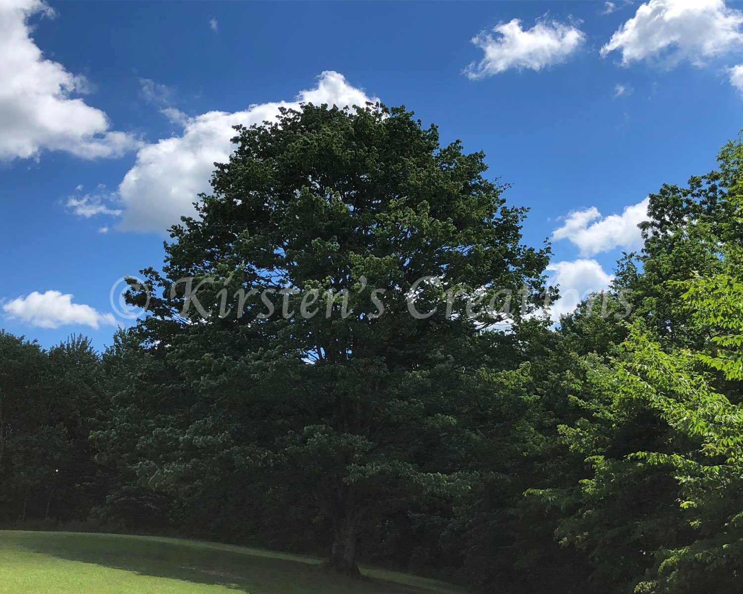 oak-standing-tall.jpg