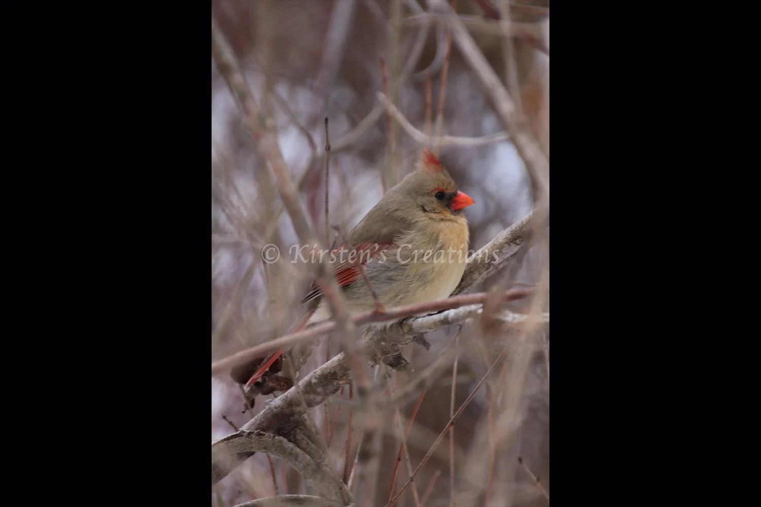female-cardinal-profile-2x3.jpg