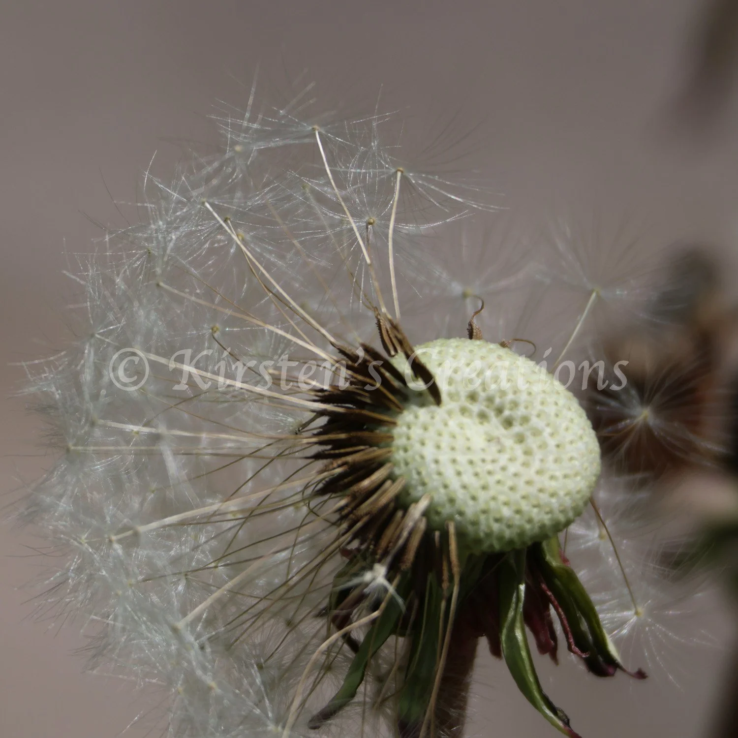 delicate-details-of-the-dandelion.jpg