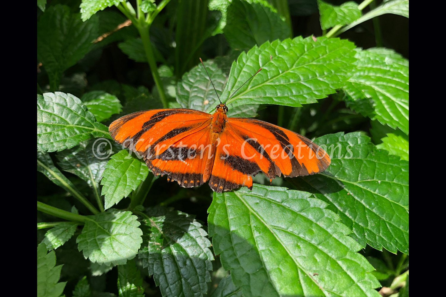 banded-orange-heliconian-butterfly-2x3.jpg