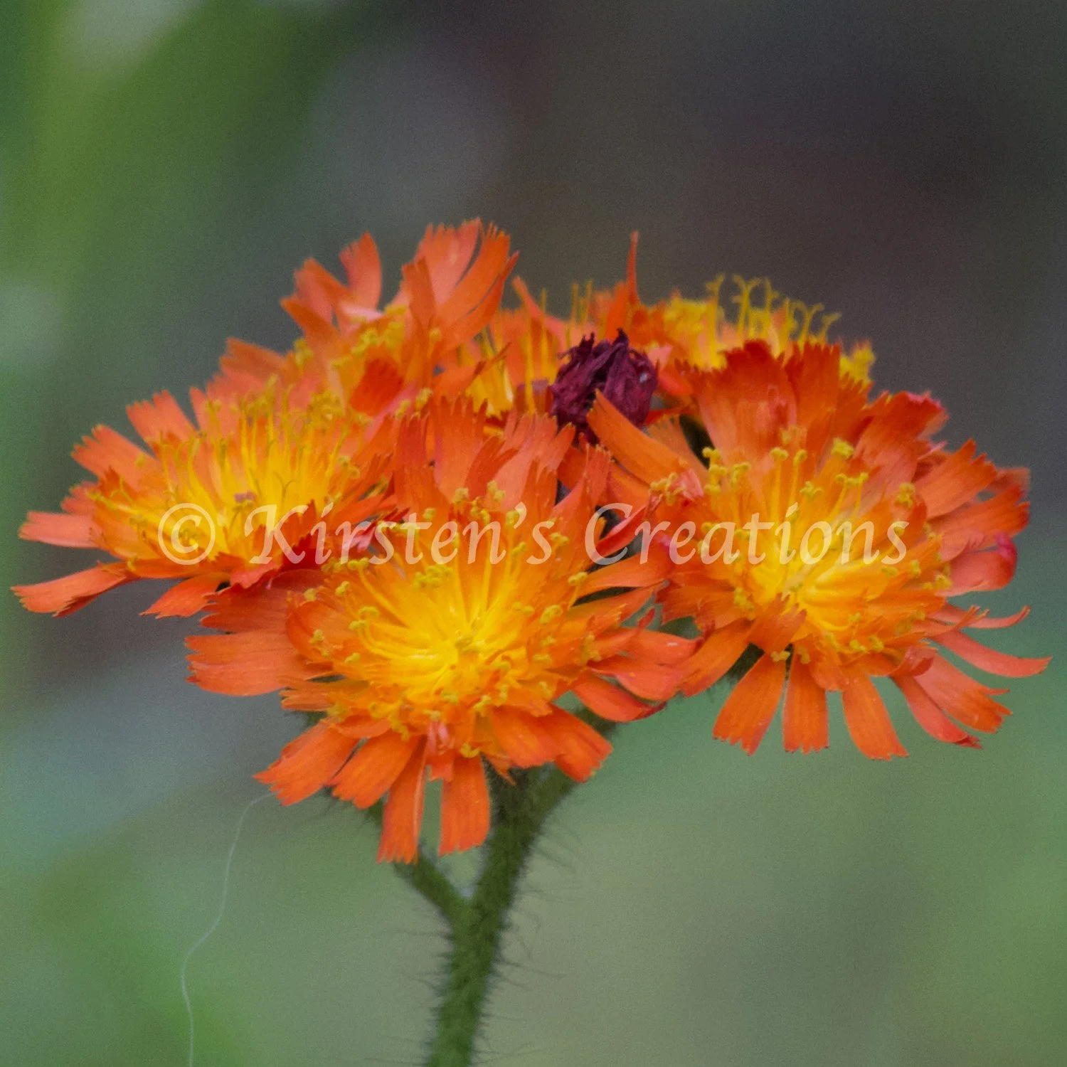 orange-hawkweed-upright.jpg