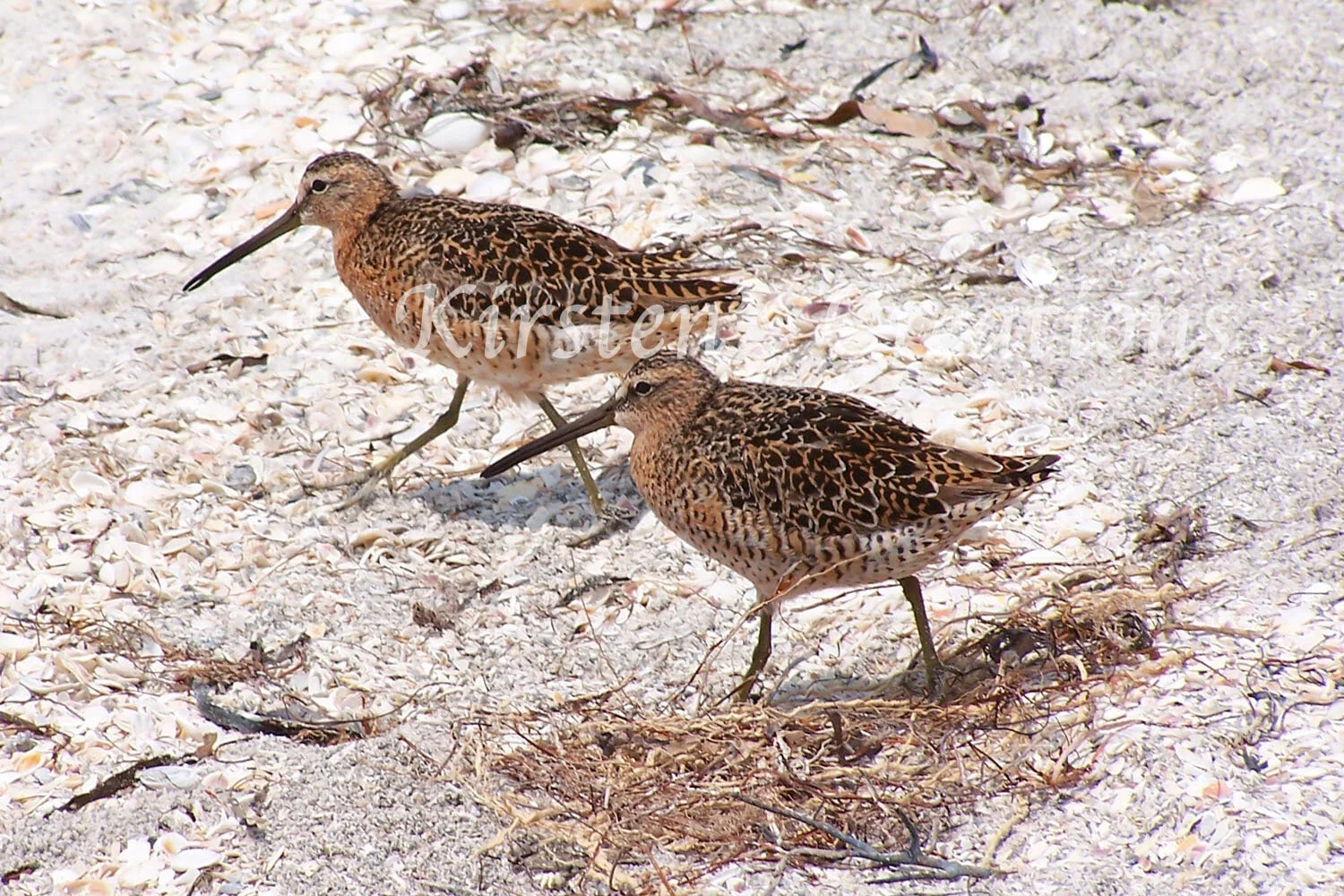 Sandpipers.jpg