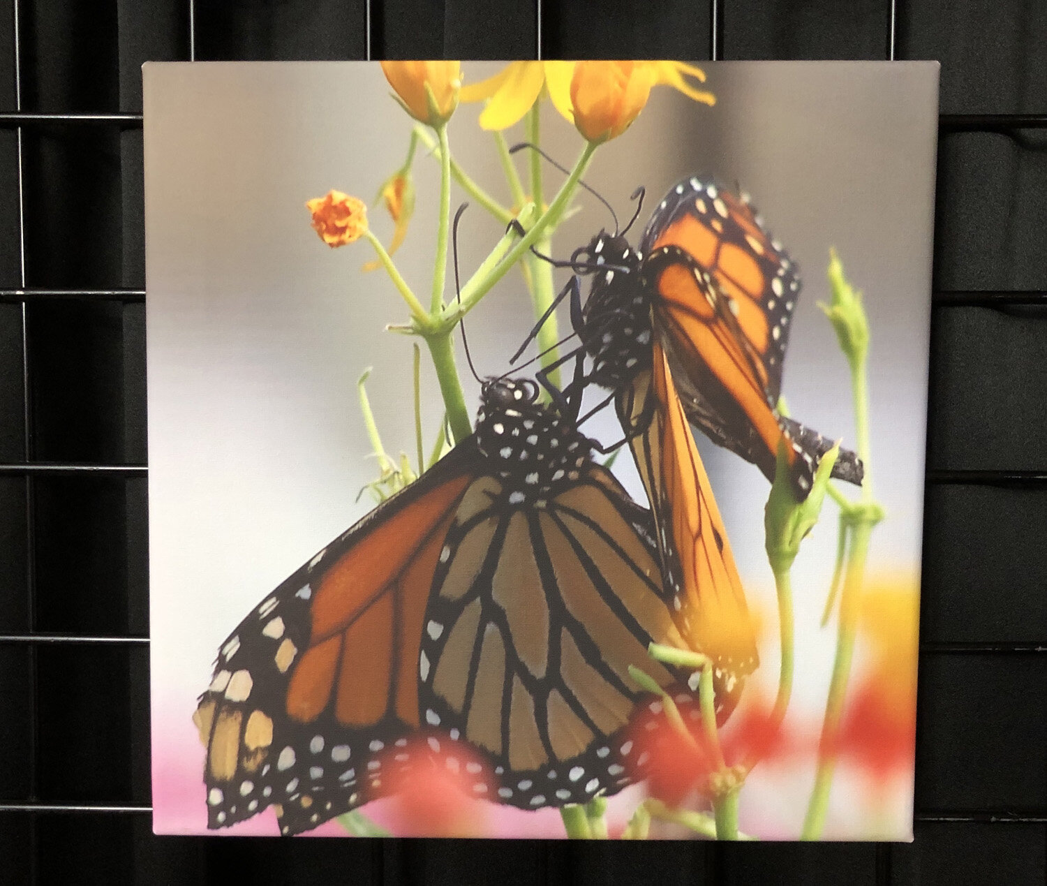 2 Monarchs Canvas 12x12