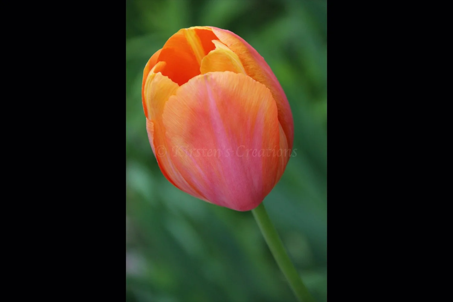 swirling-colors-tulip.jpg