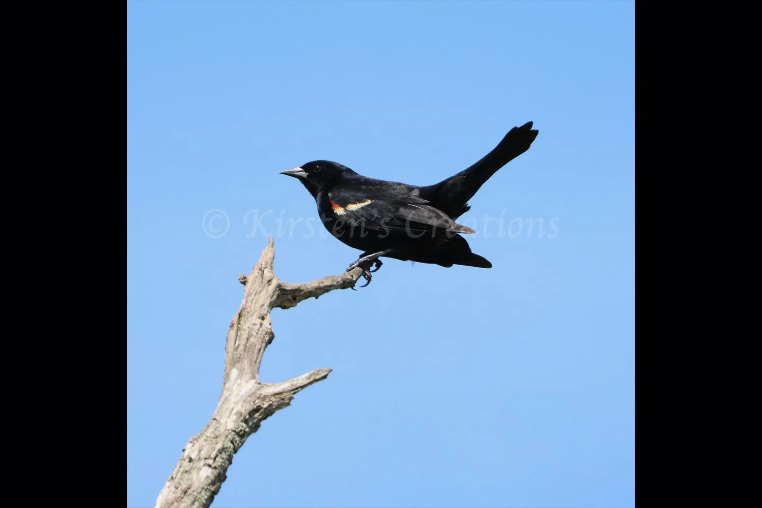 red-winged-blackbird-2x3.jpg
