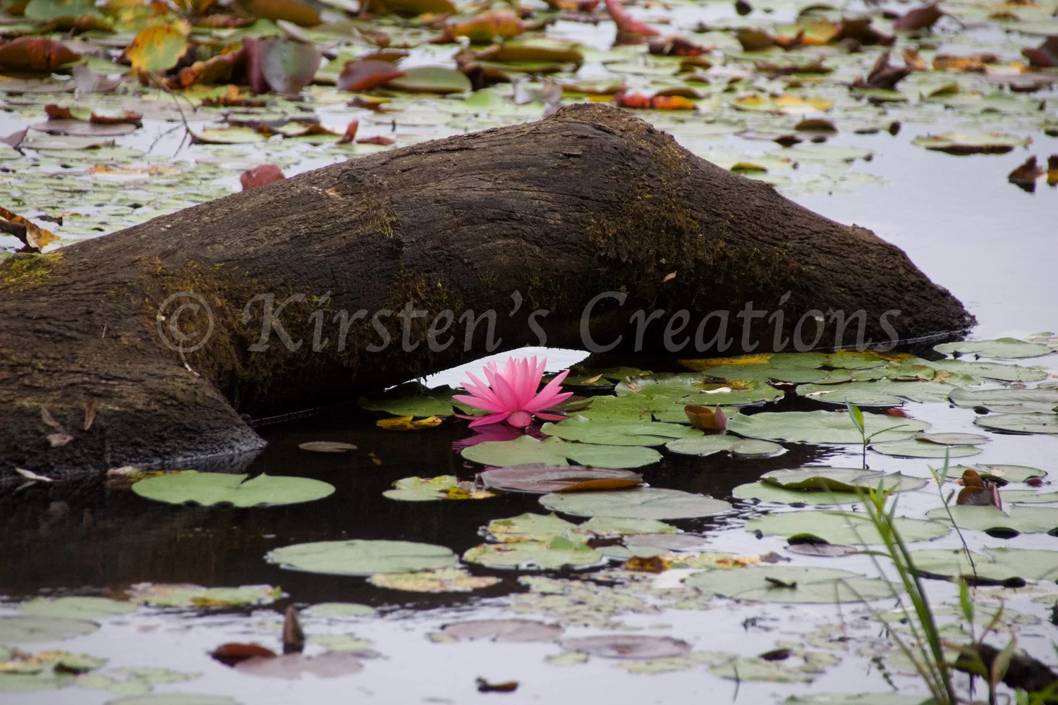 pink-water-lily-under-log.jpg