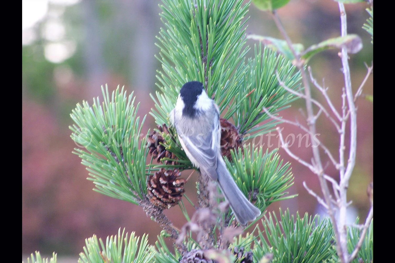 Chickadee
