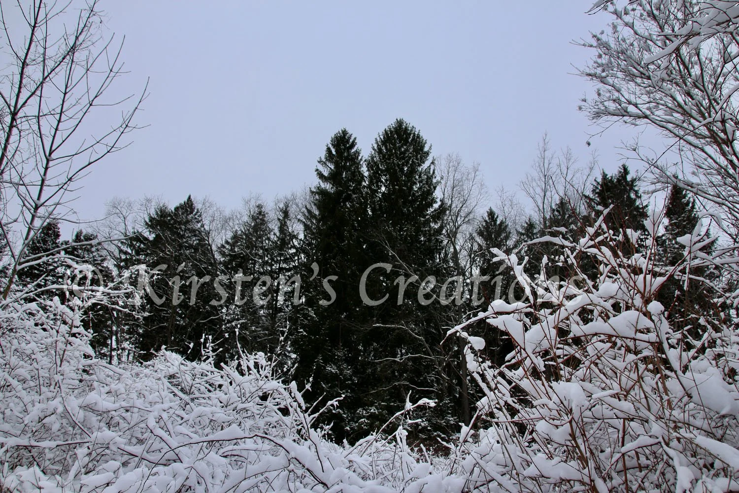 Reinstein Pines Snow Frame