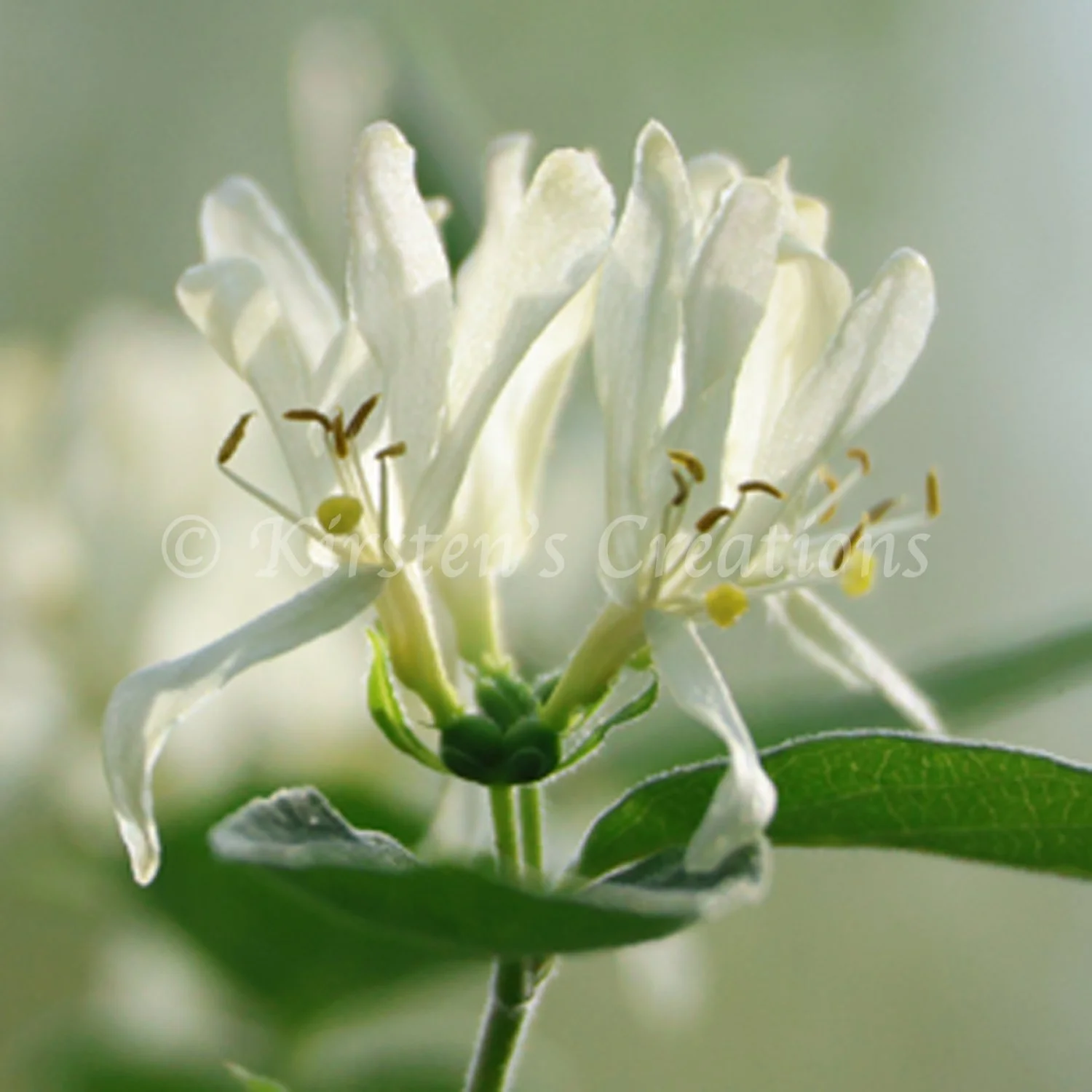 white-honeysuckle.jpg
