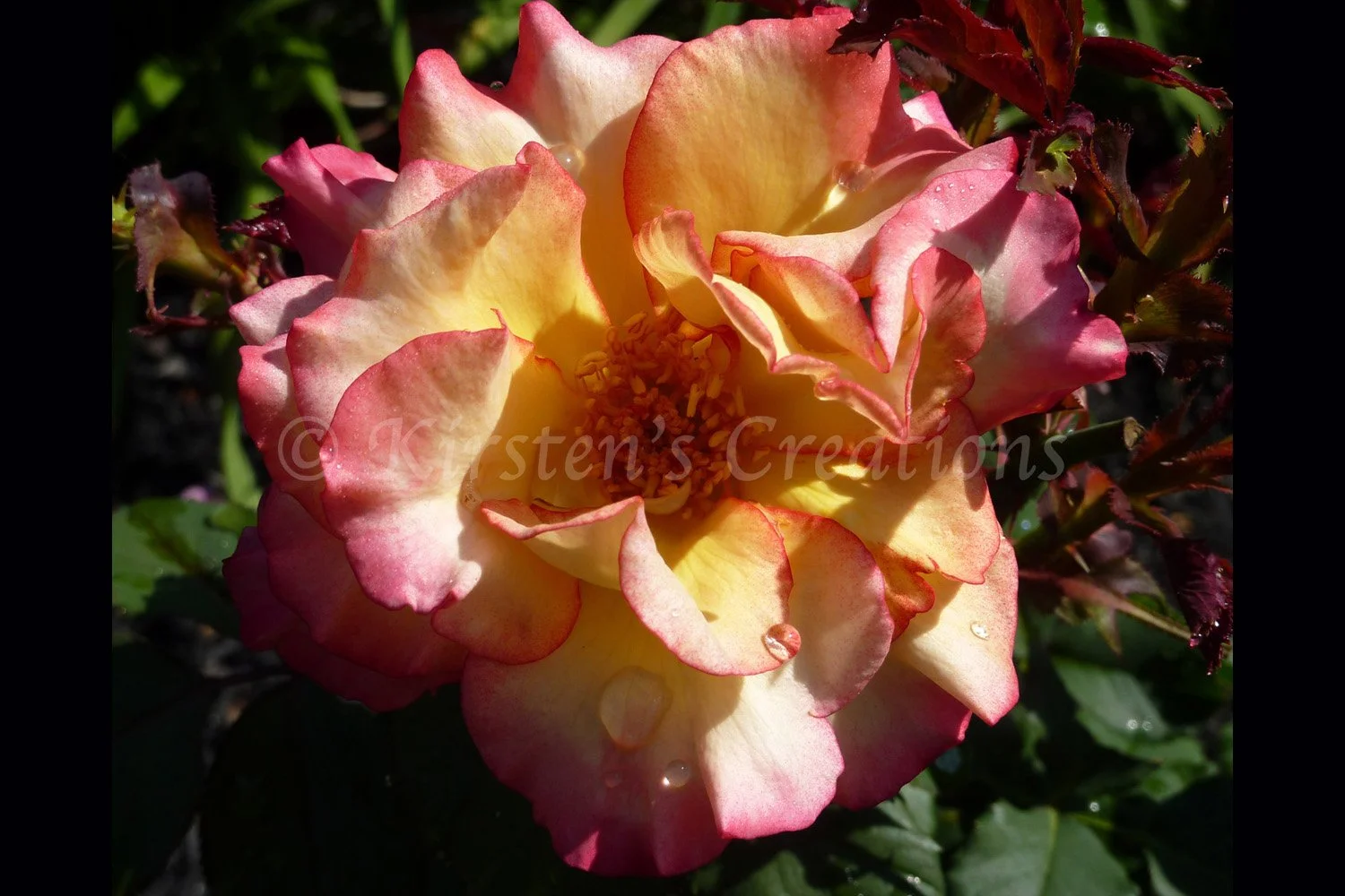 Rose in the Rain