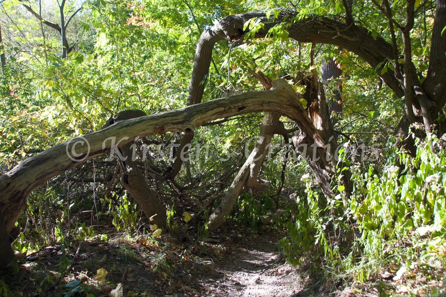the-way-nature-bends.jpg
