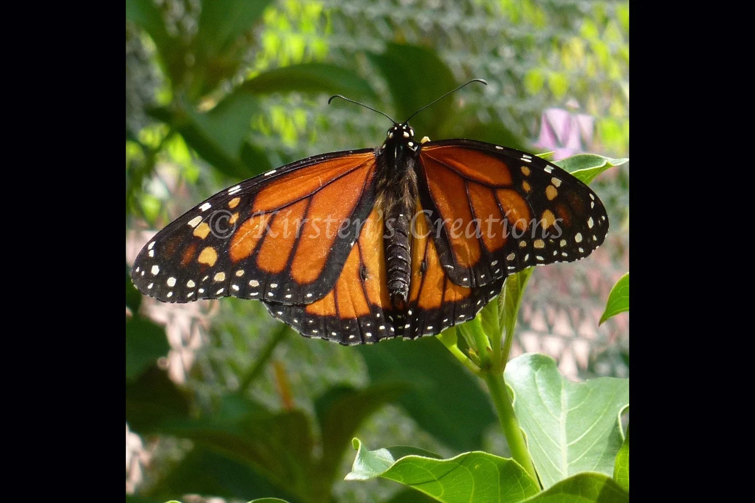 monarch-2x3.jpg