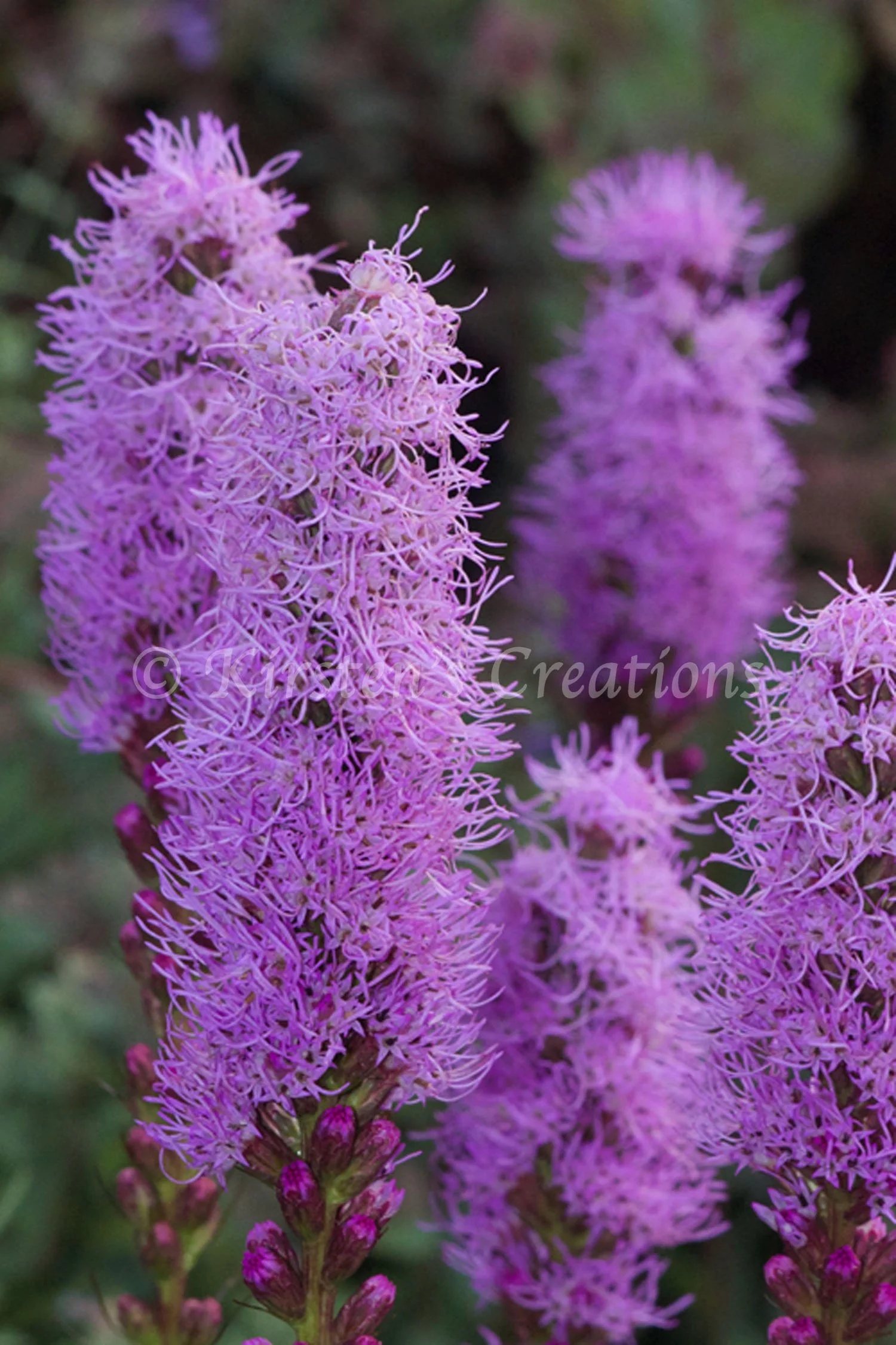 liatris copy.jpg