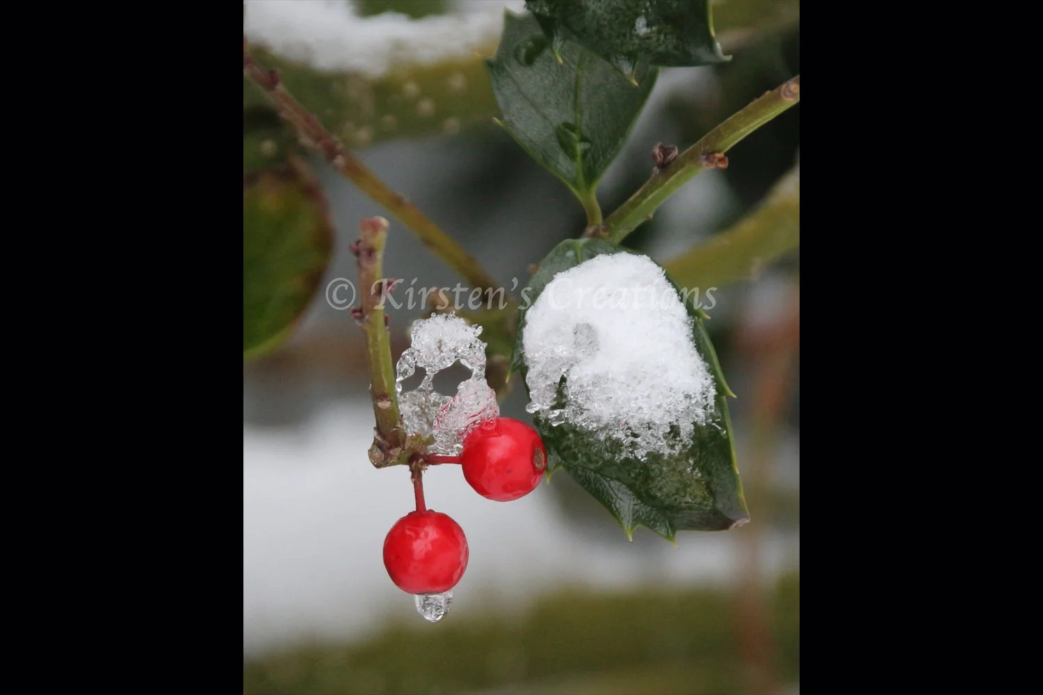 holly-berries-and-ice-formations-2x3.jpg