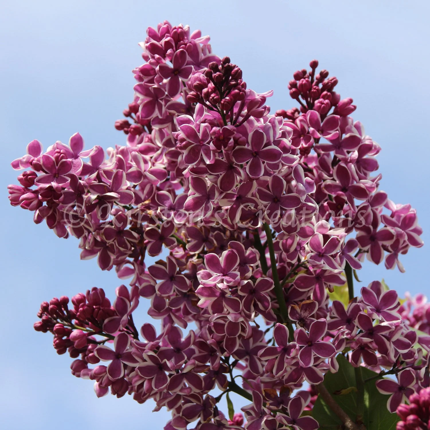 sensation-lilac.jpg