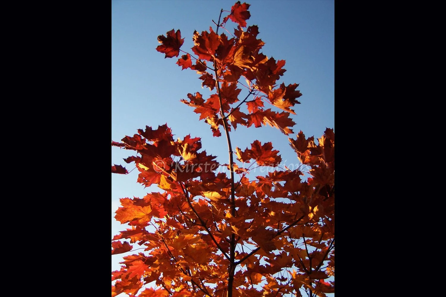 autumn-blaze-2x3.jpg