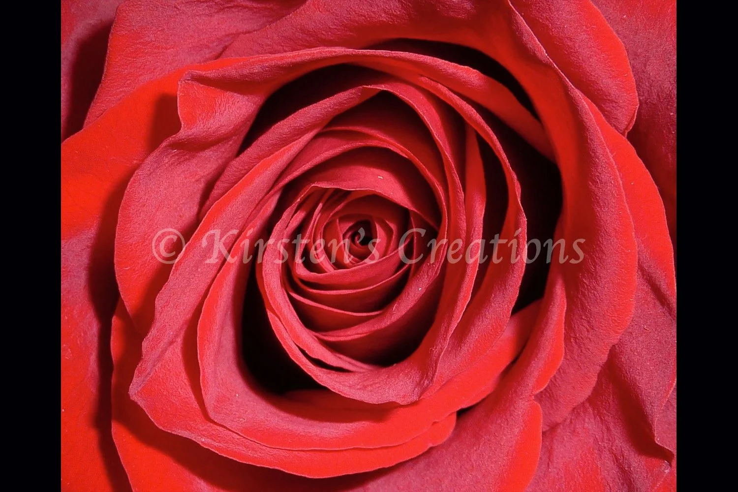 Heart of the Rose