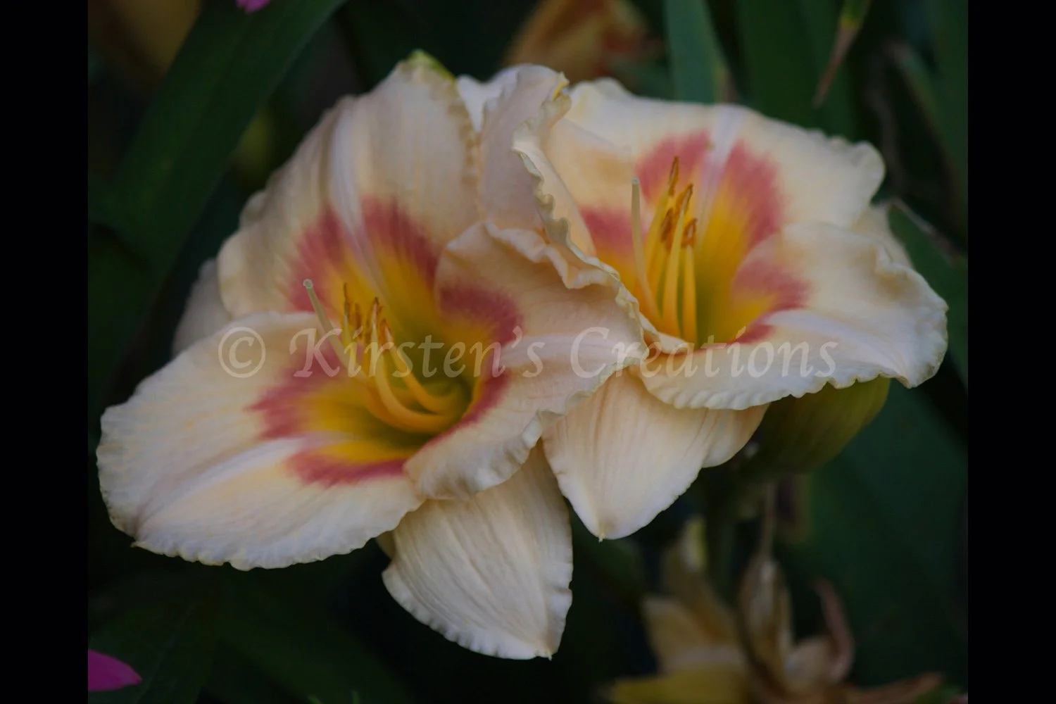 Daylilies