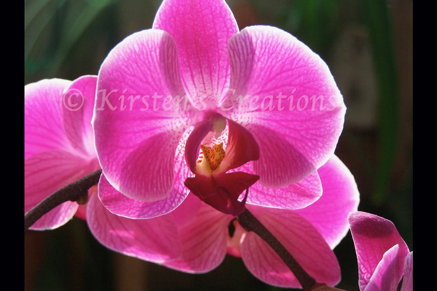 Purple Orchid