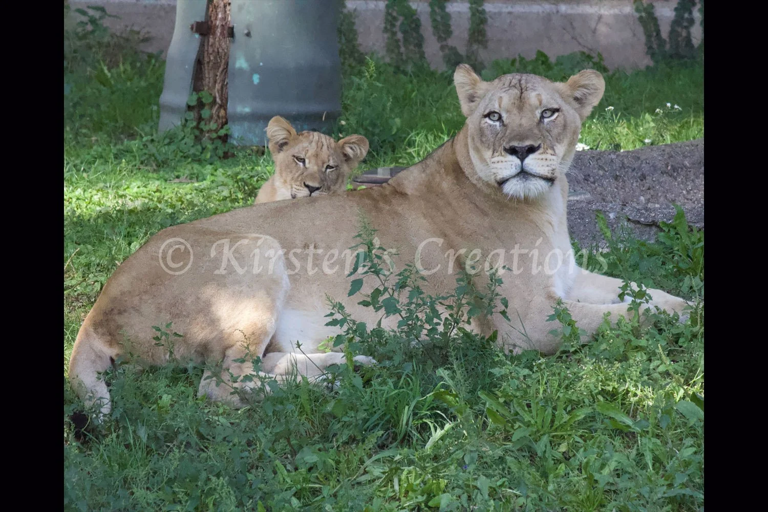 mama-and-cub-2x3.jpg