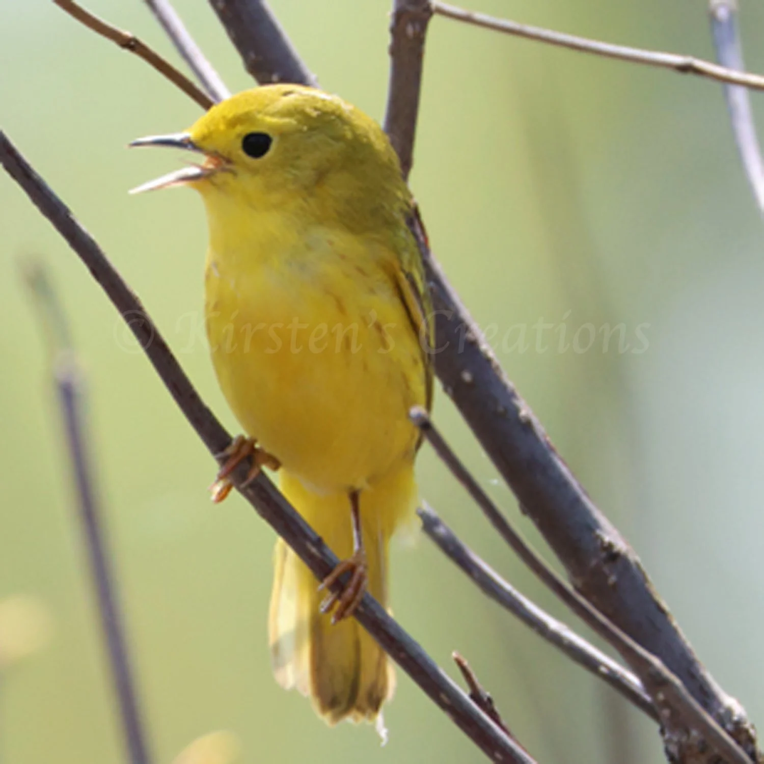 yellow-warbler.jpg