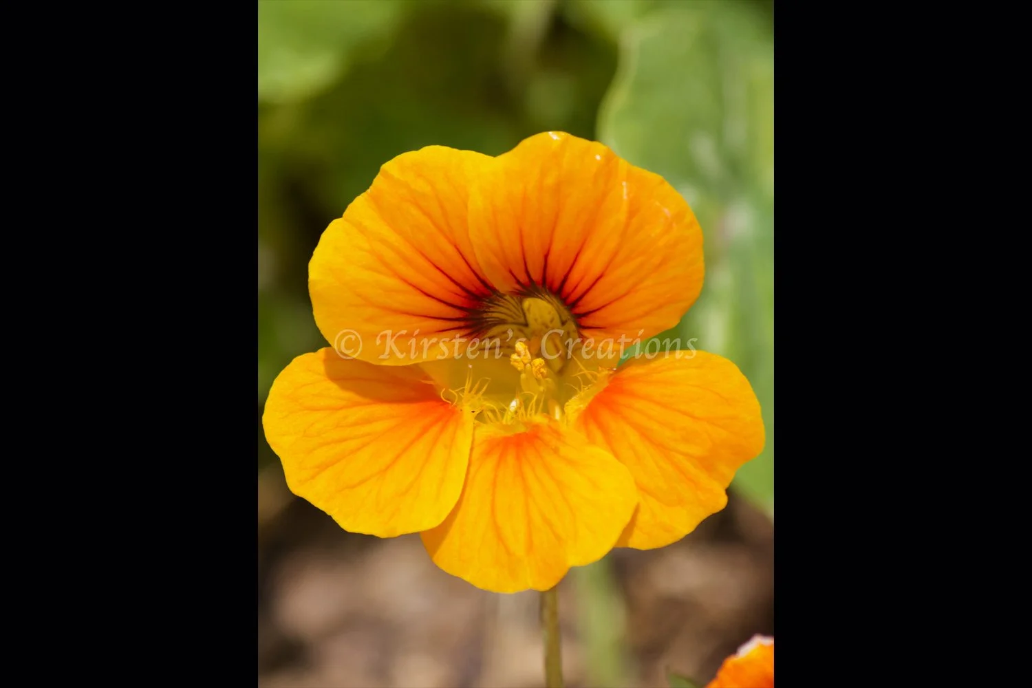 yellow-garden-nasturtium.jpg