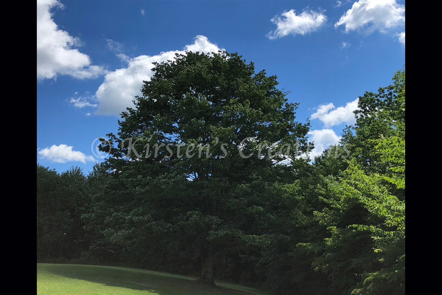 oak-standing-tall-2x3.jpg