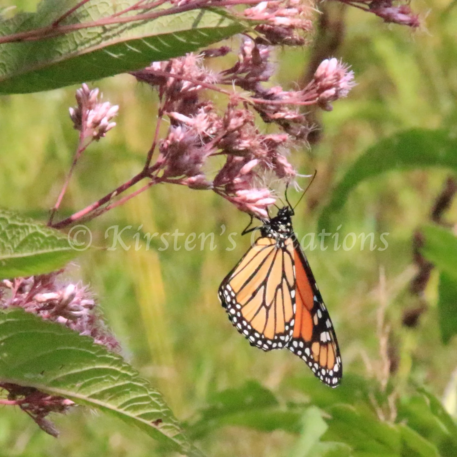 monarch-hanging-around.jpg