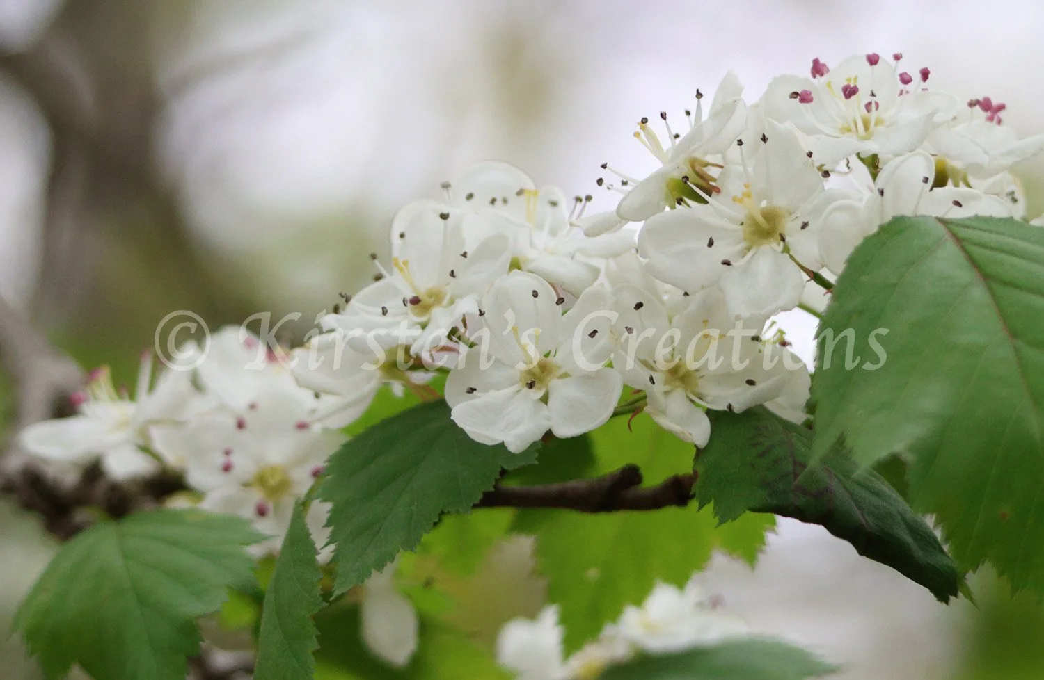 hawthorn.jpg