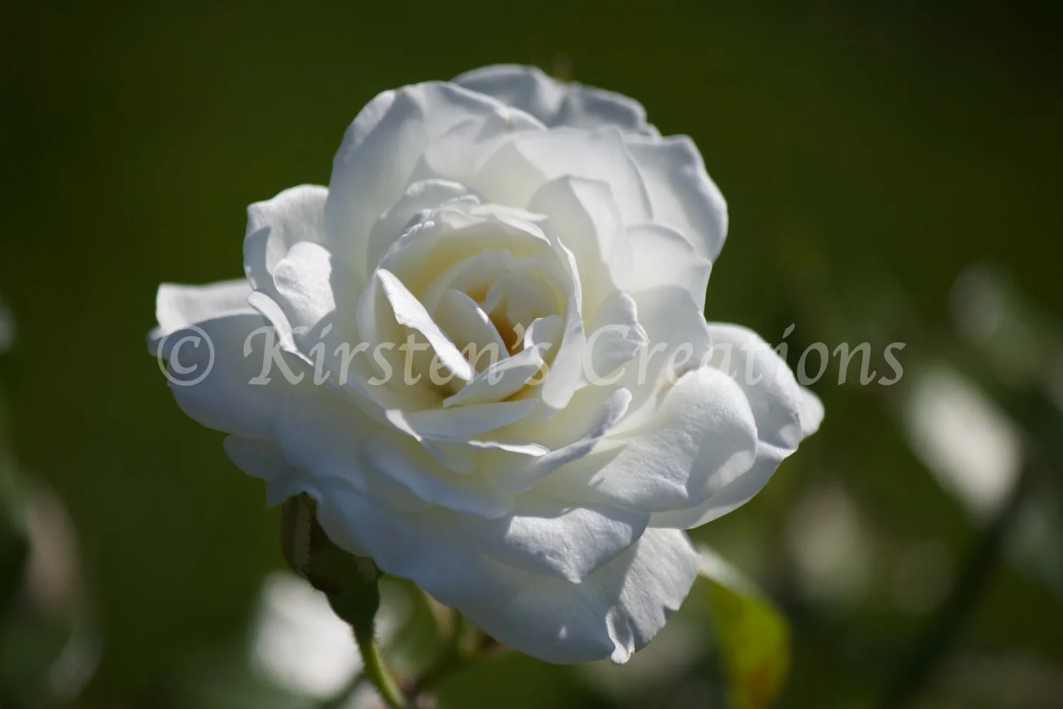 hybrid-tea-rose-white.jpg