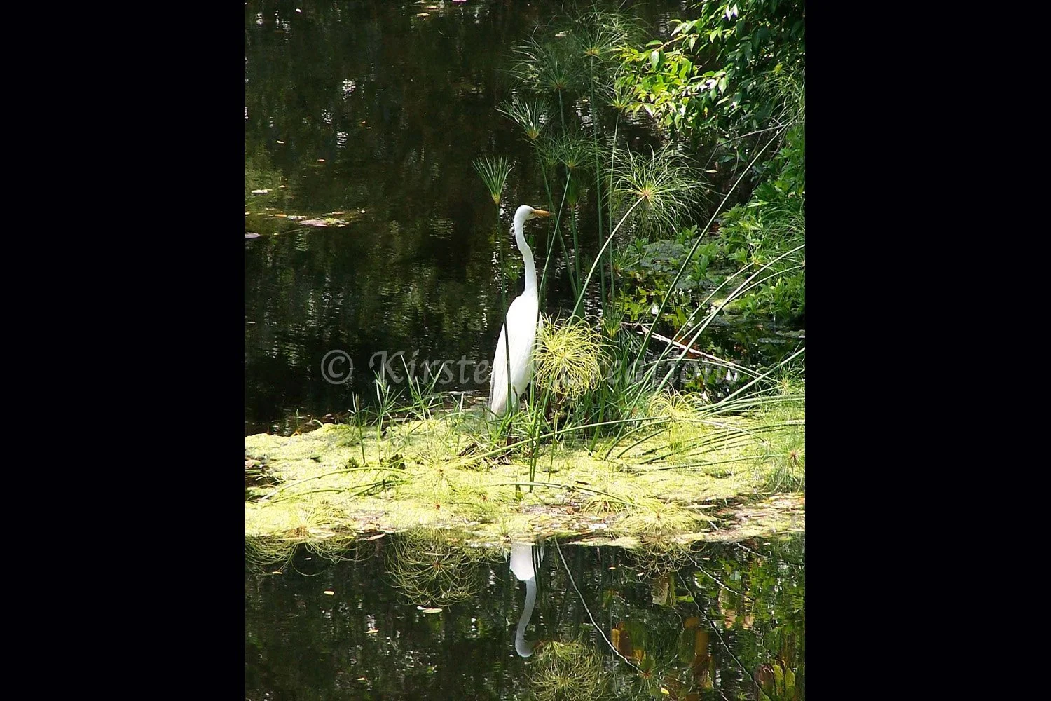 Beautiful Reflection