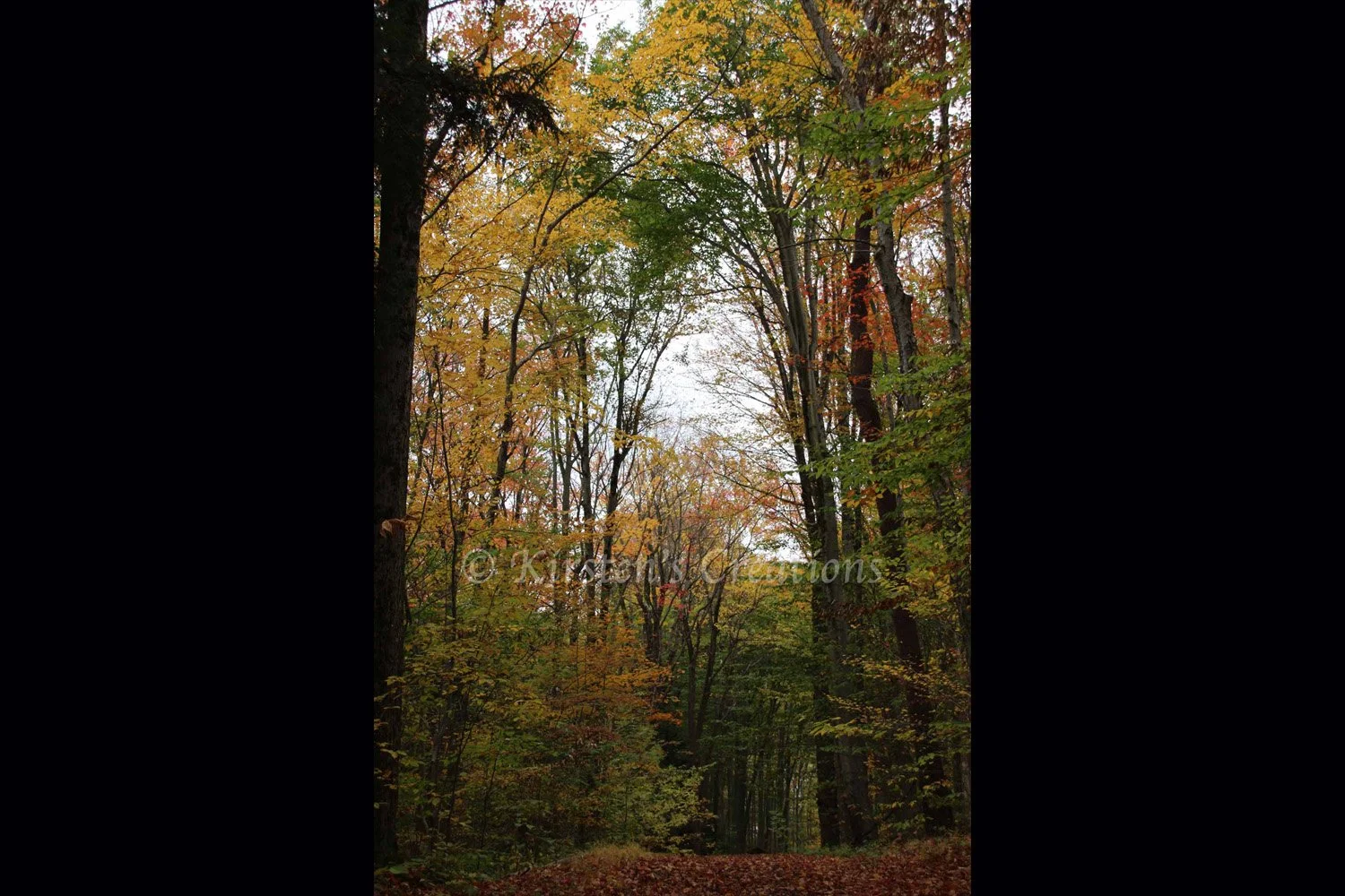 walk-among-the-leaves-2x3.jpg