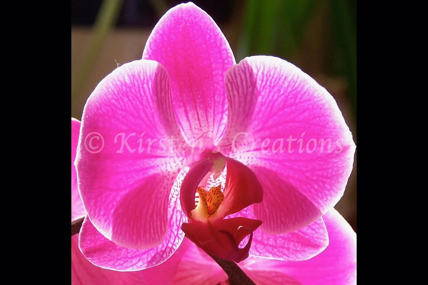 purple-orchid-light-shining-through-2x3.jpg
