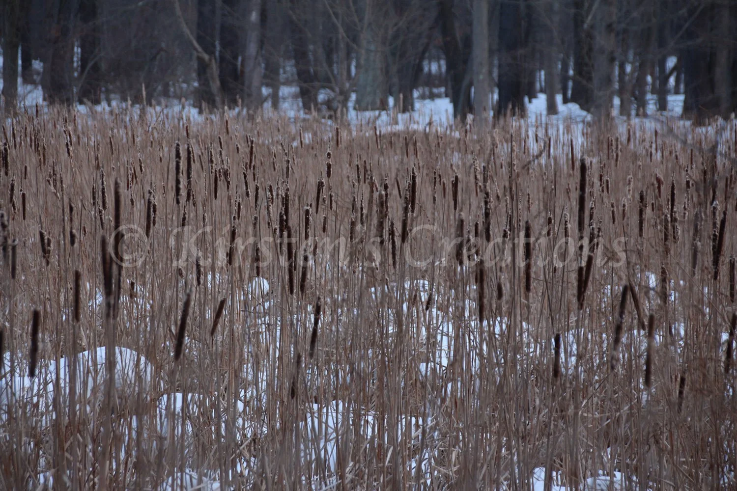 Cattails In The Snow