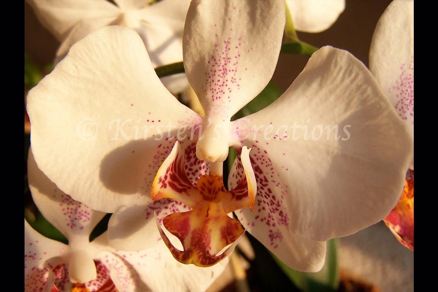 white-orchid-2-2x3.jpg