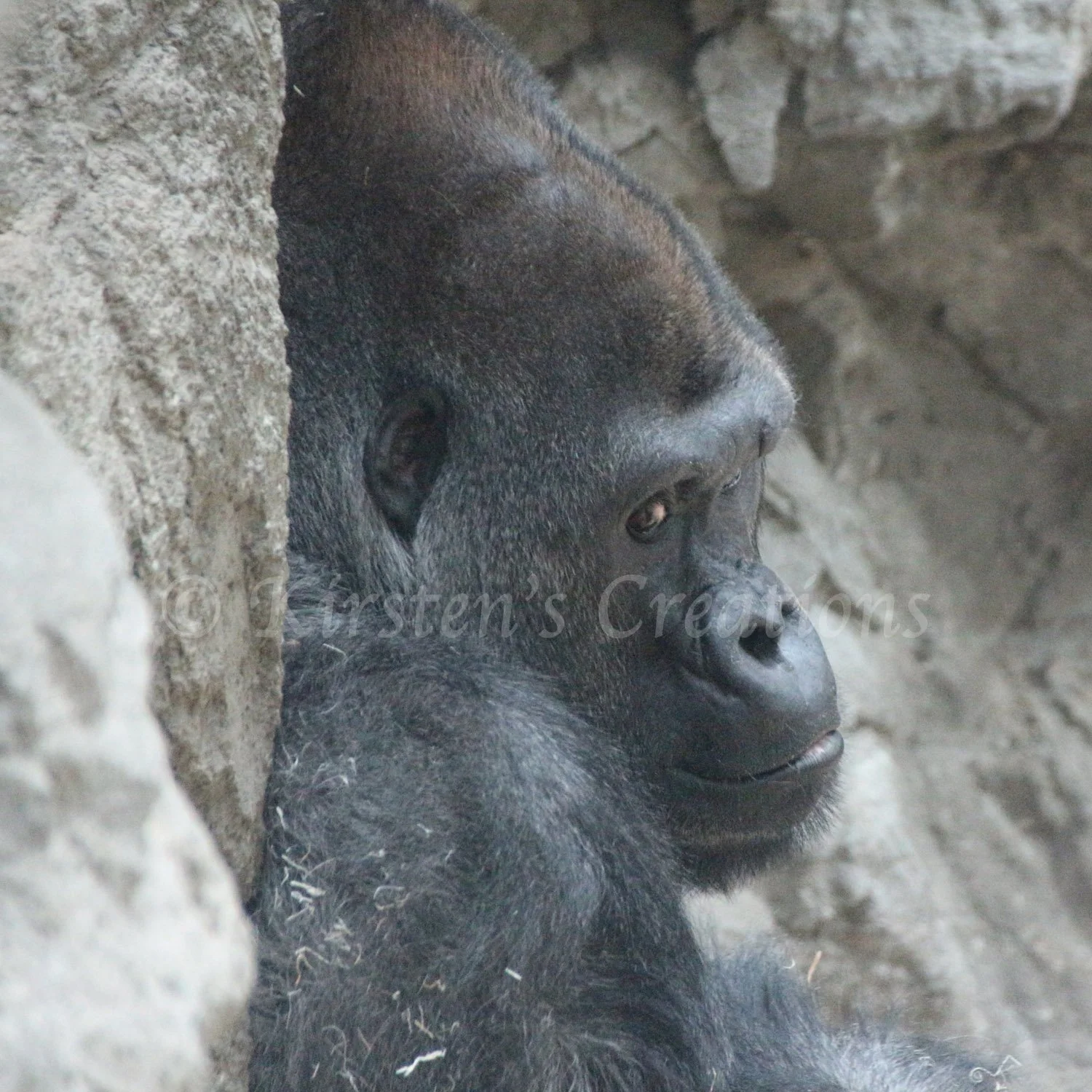 a-little-gorilla-side-eye.jpg